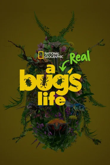 A Real Bugs Life